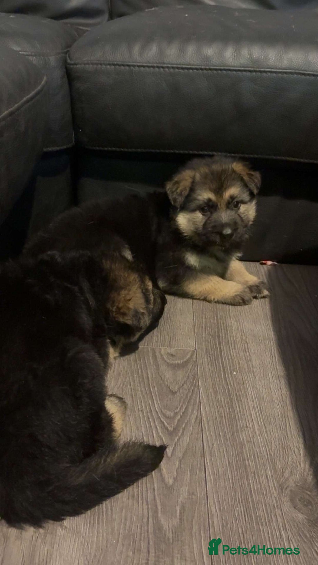 Mixed Breed dogs for sale: 4 stunning German shepherd pups for sale ready now - Advert 14