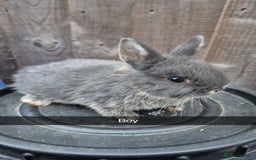 Lionhead rabbits for sale: Baby Lionhead rabbits 8 weeks old - Image 7