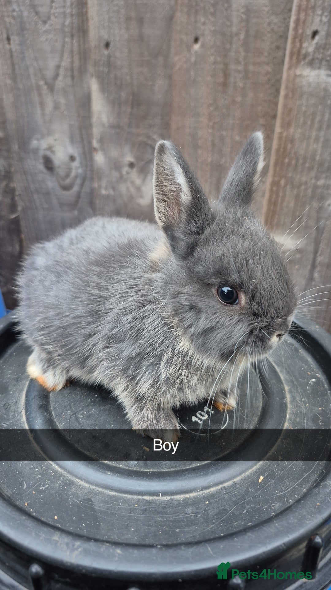 Lionhead rabbits for sale: Baby Lionhead rabbits 8 weeks old - Image 7