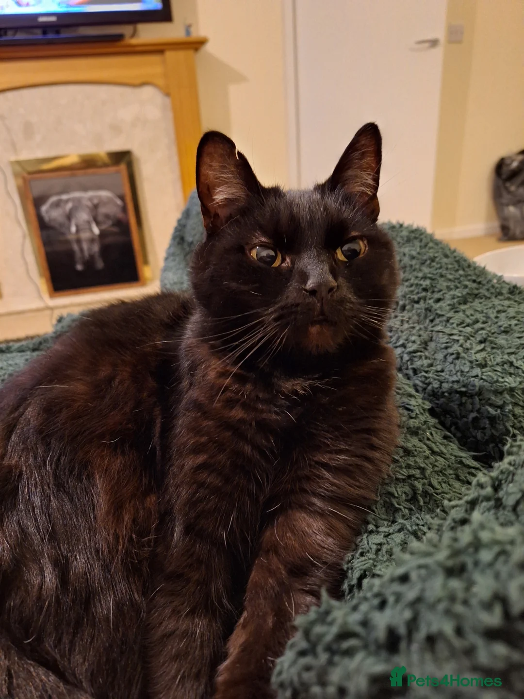 Domestic Shorthair cats for sale: Jaguar needs a new home - Advert 11