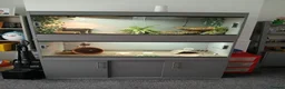 Tortoise reptiles for sale: Horsefield tortoise and set up  - Advert 4