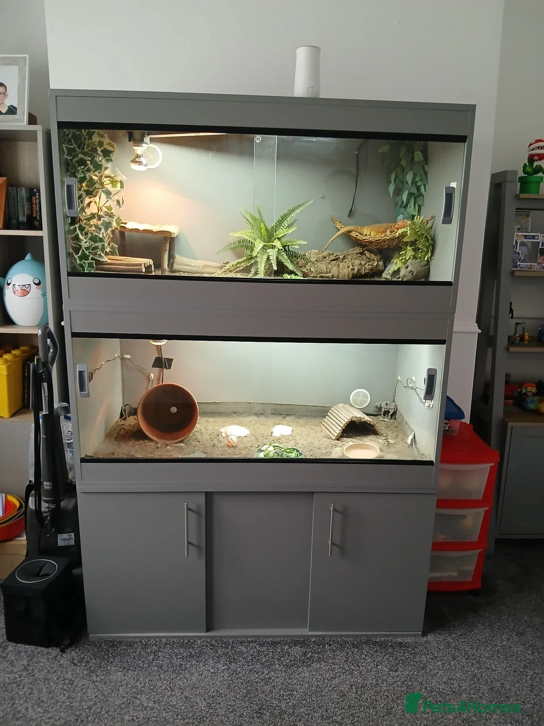 Tortoise reptiles for sale: Horsefield tortoise and set up  - Advert 4