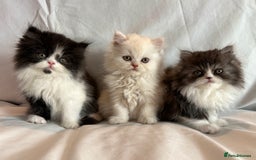 Persian cats for sale: 3 Cuddly Persian Babies❤️ - Image 5
