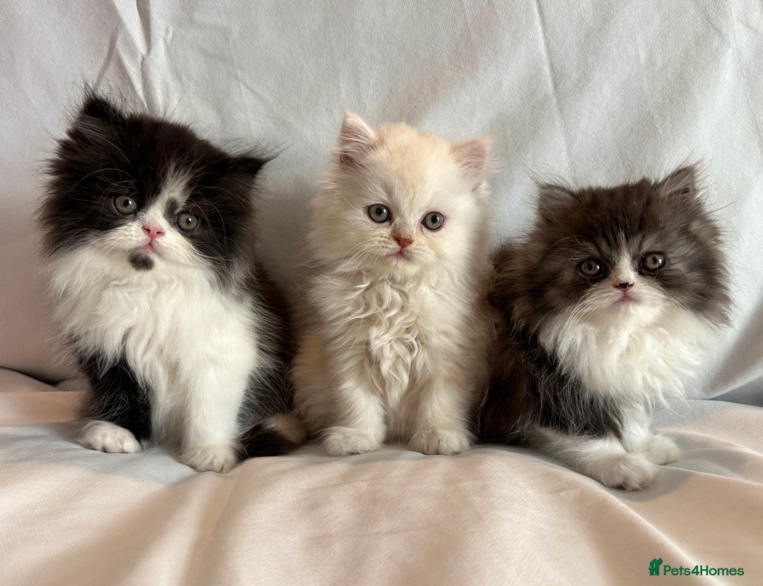 Persian cats for sale: 3 Cuddly Persian Babies❤️ - Image 5