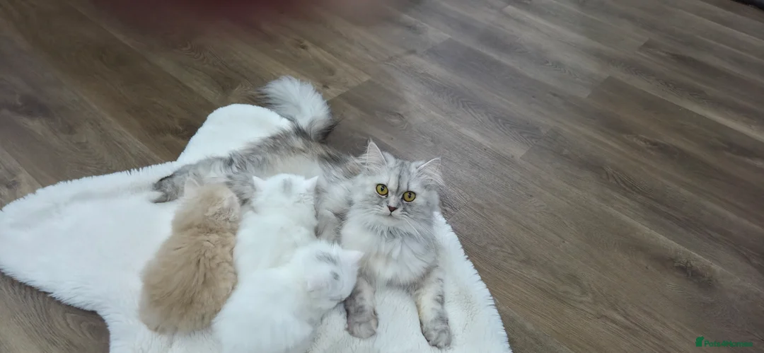 Persian cats for sale: Ready for new home Persian kittens - Advert 2