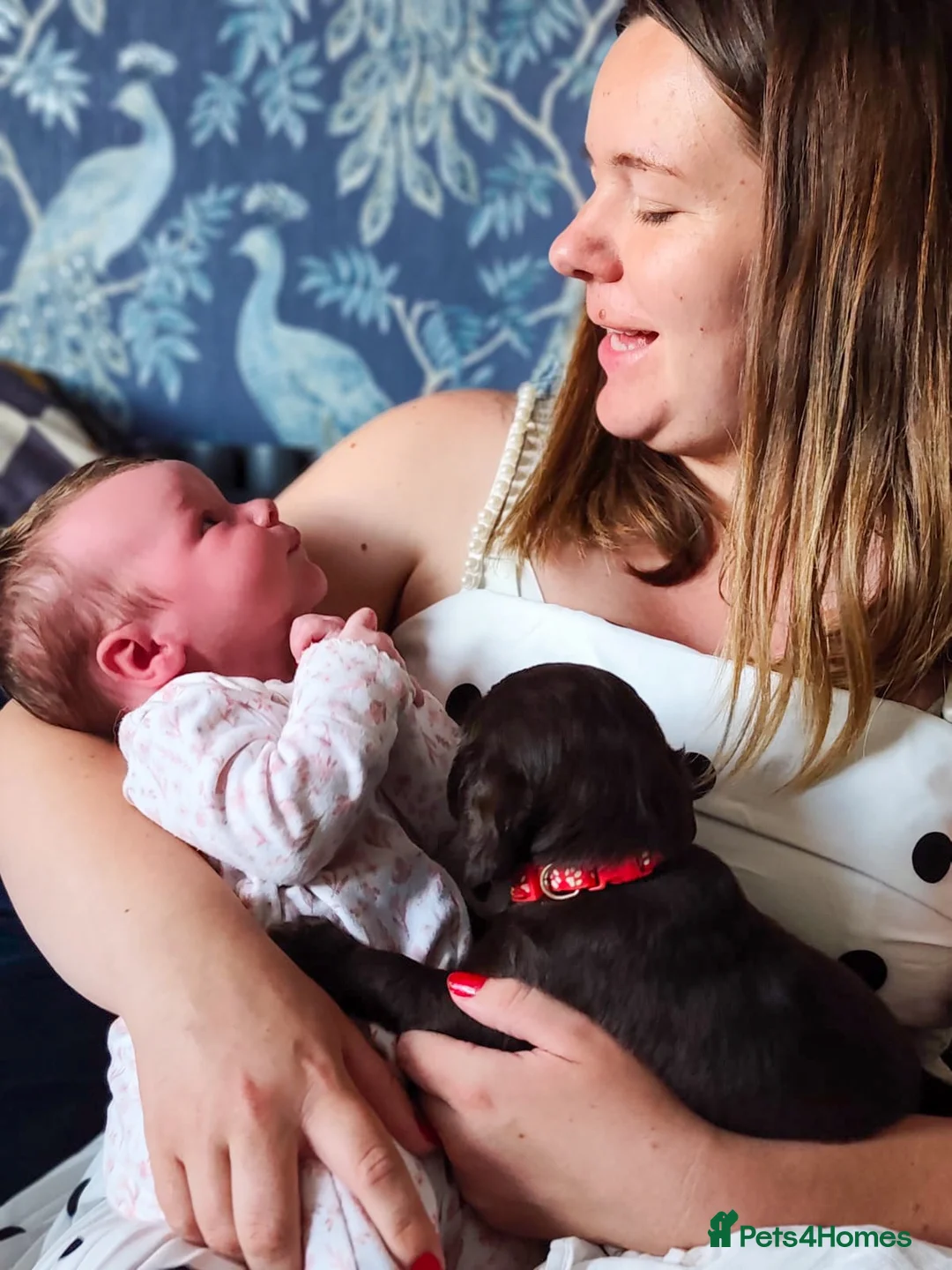 Sprocker dogs for sale: Sprocker spaniel puppies health tested parentage in Lytham Saint Annes - Advert 2