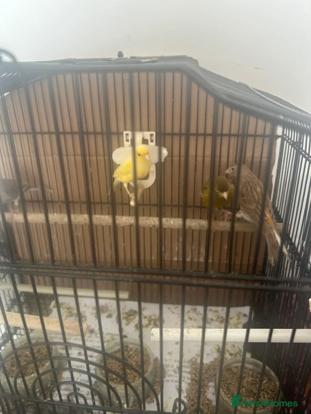 Canaries birds for sale: 9 Young Canaries, Various Colours. £30 each. - Advert 2