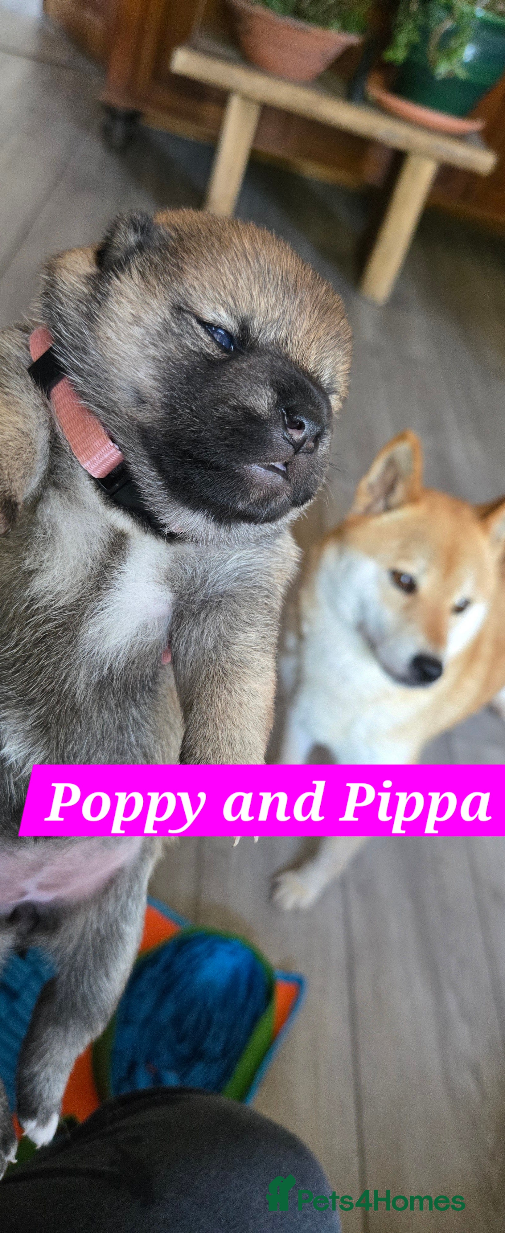 Japanese Shiba Inu dogs Stunning little Shibas - Advert 2