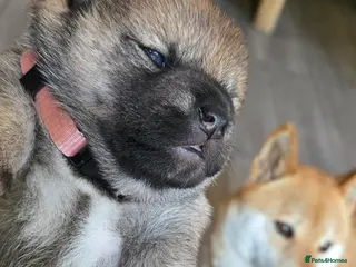 Japanese Shiba Inu dogs Stunning little Shibas - Advert 7