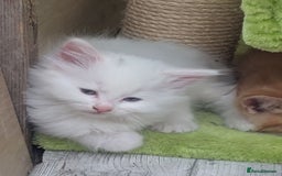 Mixed Breed cats for sale: Premium kittens for sale - Image 15