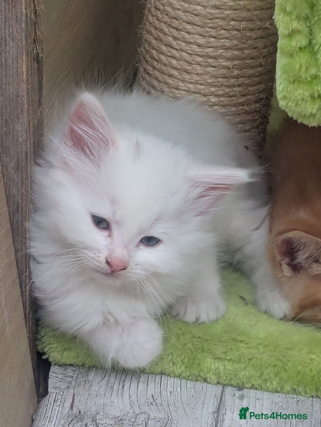 Mixed Breed cats for sale: Premium kittens for sale - Image 15