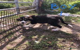 Border Collie dogs for sale: Traditional rough coated Border collie pups - Image 5