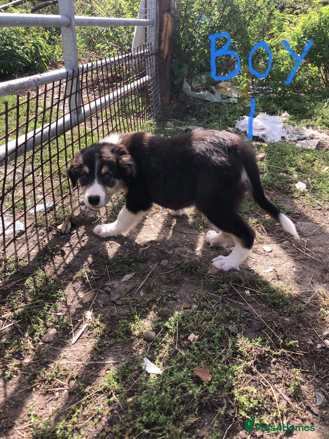 Border Collie dogs for sale: Traditional rough coated Border collie pups - Image 5