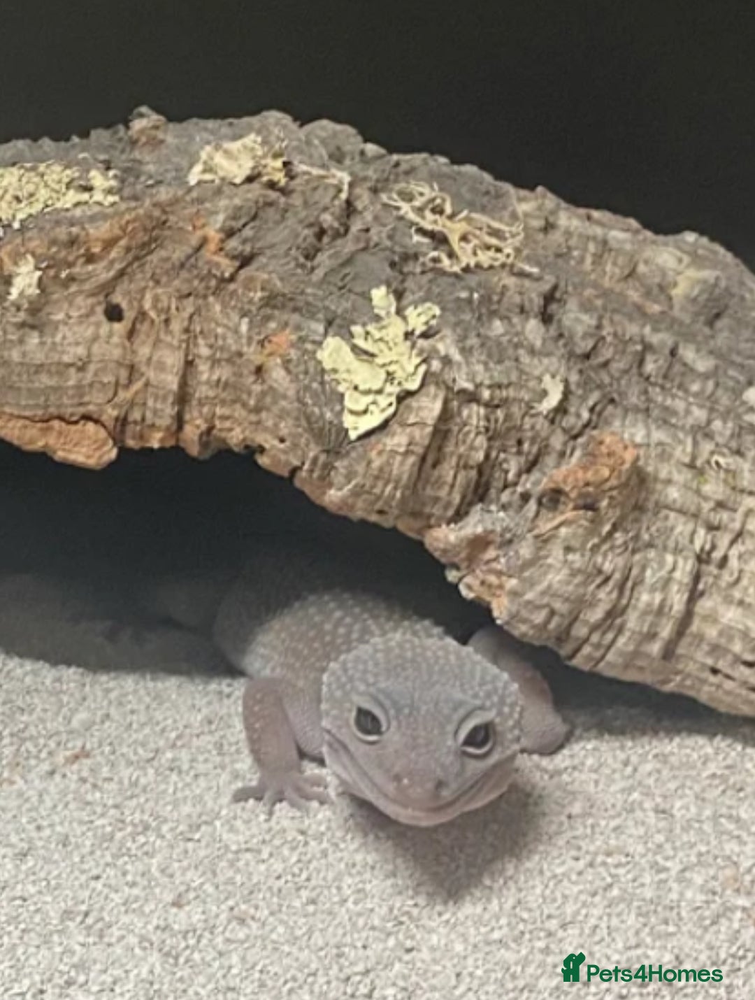 Mixed Breed invertebrates for sale: Leopard Gecko + Setup for sale  - Advert 6