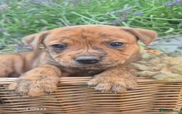 Mixed Breed dogs for sale: puppys staff × american bully  in King's Lynn - Image 8