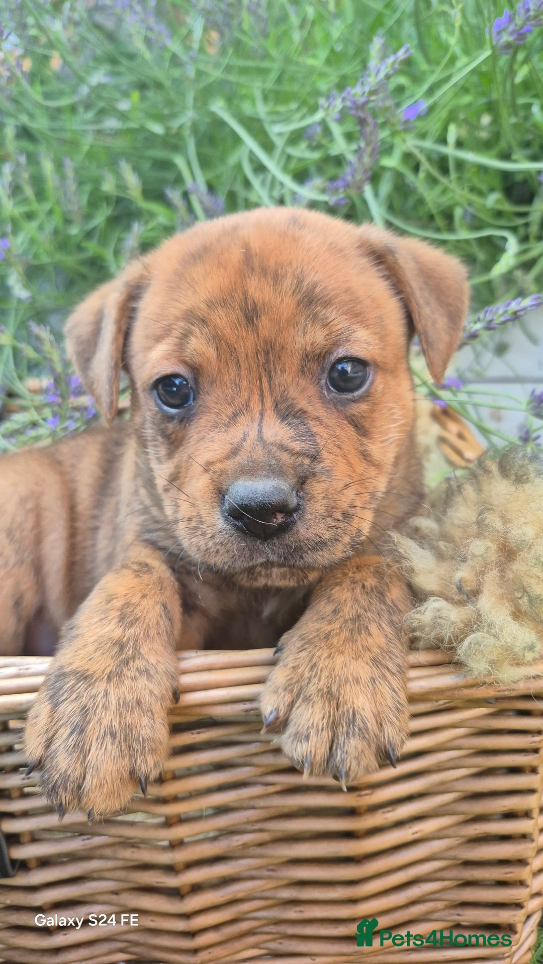 Mixed Breed dogs for sale: puppys staff × american bully  in King's Lynn - Image 8