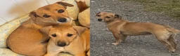 Jack Russell dogs for sale: 4 Quality pure Jack Russell puppies.   in Worcester - Advert 1