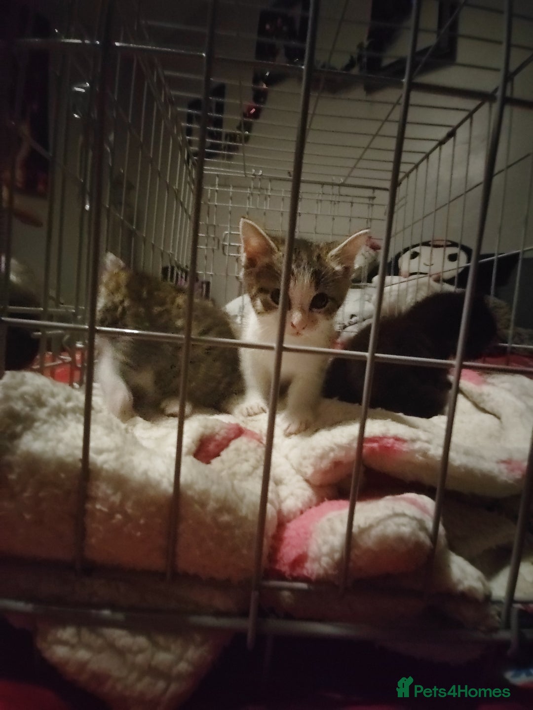 Mixed Breed cats for sale: Beautiful fluffy kittens  - Advert 9