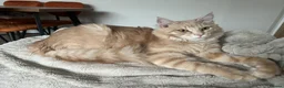 Maine Coon cats for sale: Maine Coon Male 7 months - cream/light ginger  - Advert 15