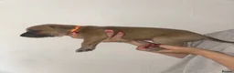 Mixed Breed dogs for sale: Bull lurchers in Leek - Advert 29
