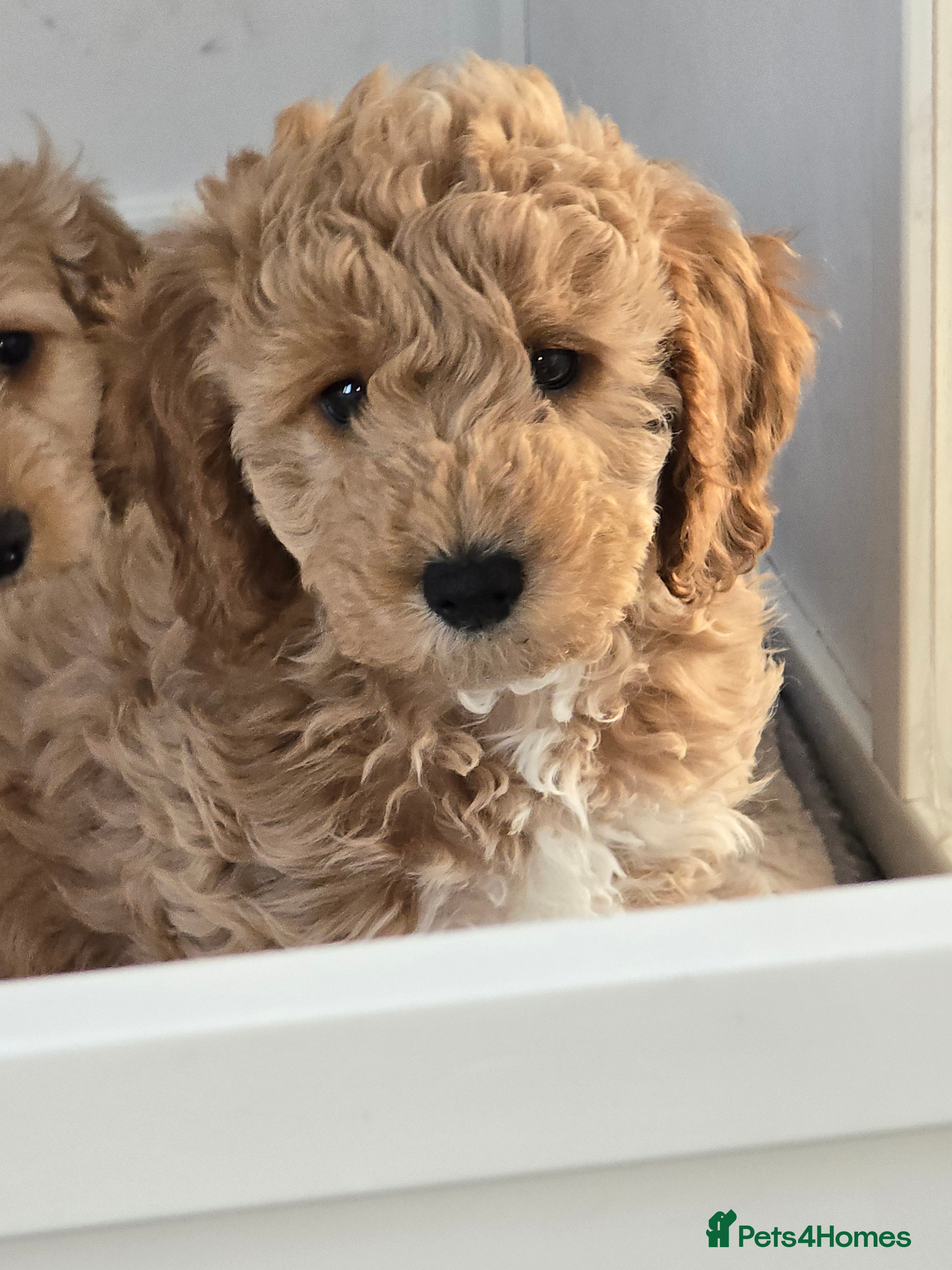 Cockapoo dogs F1B cockapoo puppies - Advert 10