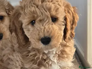 Cockapoo dogs F1B cockapoo puppies - Advert 10