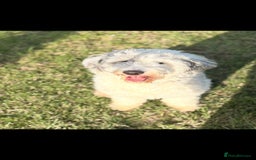 Sheepadoodle dogs for sale: Gorgeous sheepadoodle female  - Advert 2