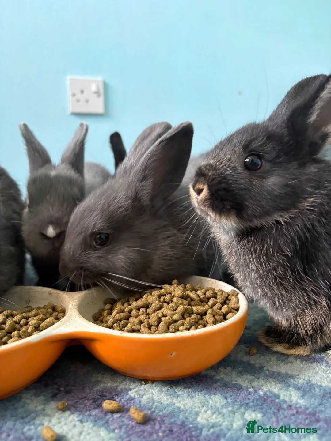Netherland Dwarf rabbits for sale: Gorgeous Netherland Dwarf kits - Advert 2