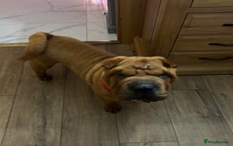 Shar Pei dogs for sale: Puppy Shar Pei - Image 2