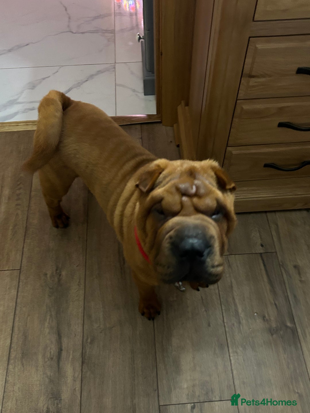 Shar Pei dogs for sale: Puppy Shar Pei - Image 2