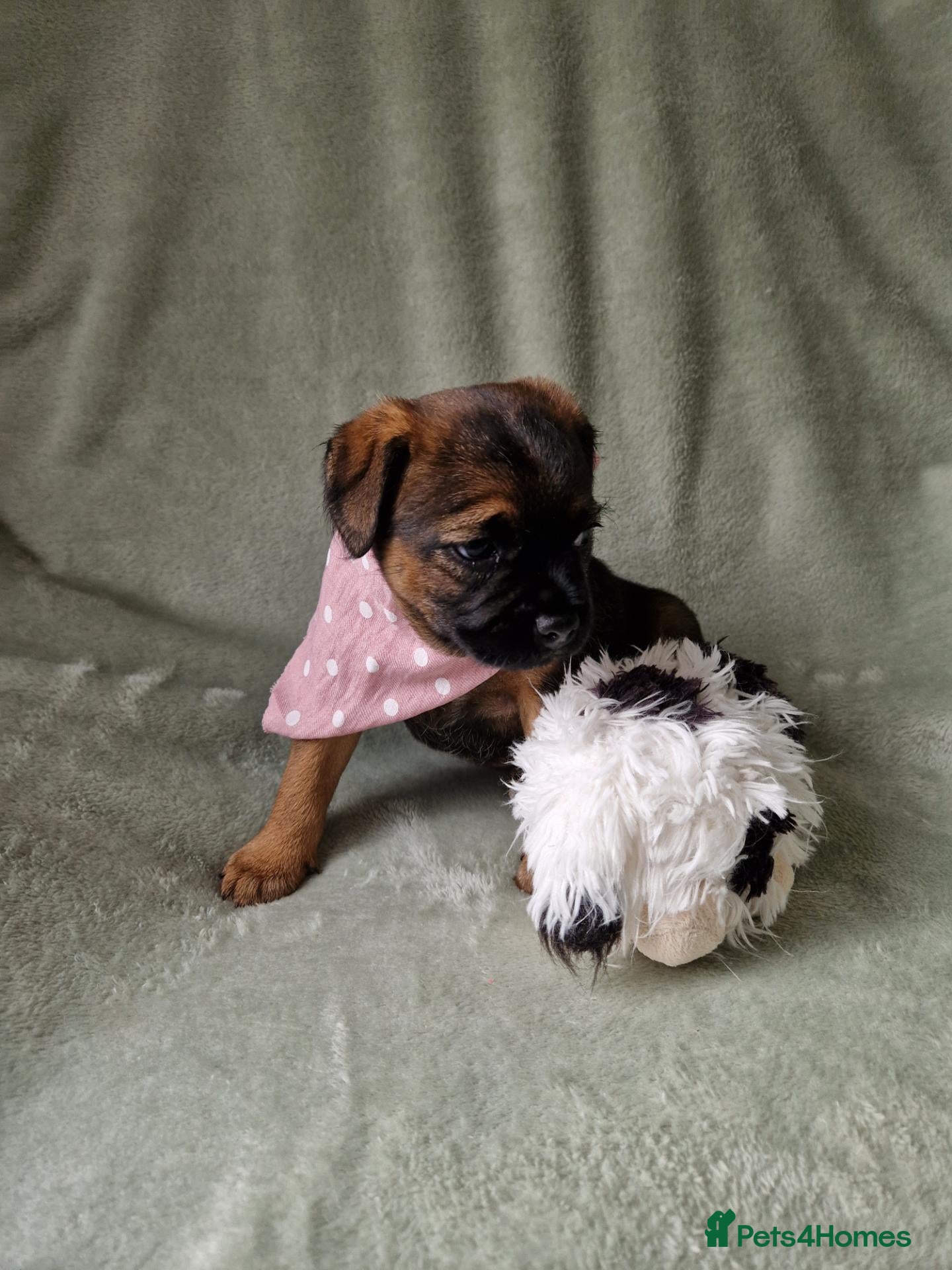 Border Terrier dogs Absolutely stunning border terrier pups slem clear - Advert 1