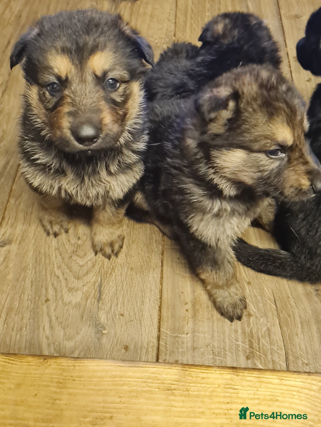 German Shepherd dogs for sale: German Shepherd Puppies For Sale - Image 3