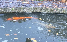 Koi Carp fish for sale: Variety of koi fish size from 35cm to 45 - Advert 6
