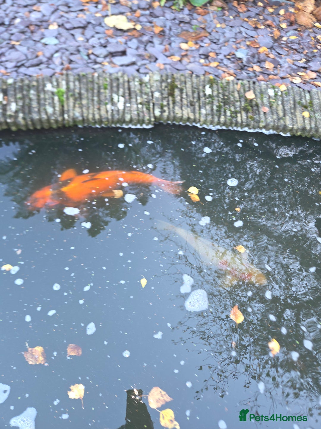 Koi Carp fish for sale: Variety of koi fish size from 35cm to 45 - Advert 6