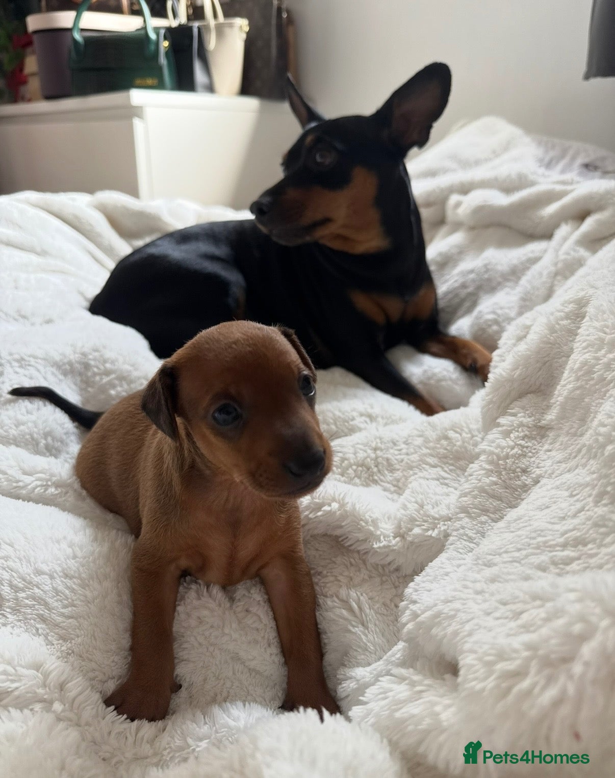 Miniature Pinscher dogs Miniature Pinscher Girl Puppy Last One Available🐶 - Advert 1