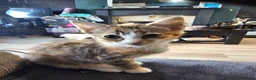 Mixed Breed cats for sale: 4 adorable female kittens for sale  - Advert 13