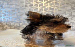 Yorkshire Terrier dogs for sale: Yorkshire terrier puppy boys - Image 4