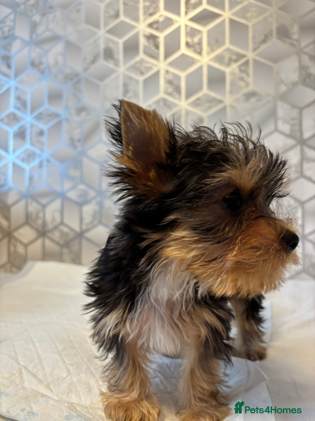 Yorkshire Terrier dogs for sale: Yorkshire terrier puppy boys - Image 4