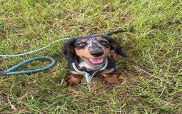 Miniature Dachshund dogs for sale: Gorgeous Dapple Girl for sale  - Image 2