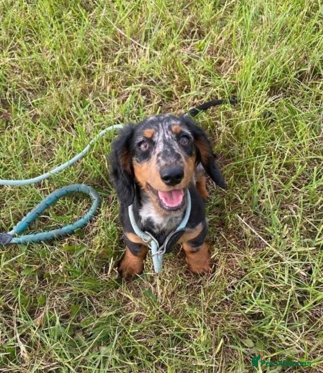 Miniature Dachshund dogs for sale: Gorgeous Dapple Girl for sale  - Image 2