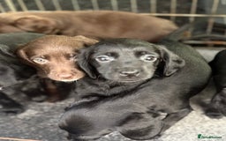 Cockerdor dogs for sale: Beautiful cockerdor puppies - Image 23