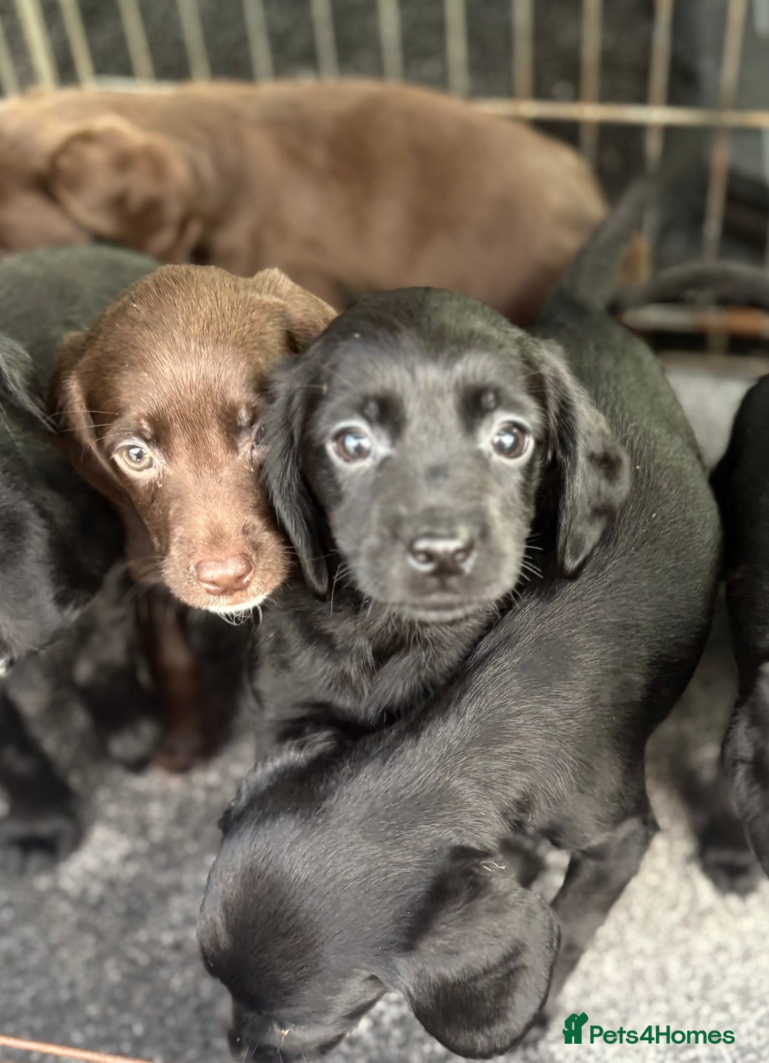 Cockerdor dogs for sale: Beautiful cockerdor puppies - Image 23