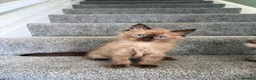 Ragdoll cats for sale: Tica Registered Mink Ragdolls - Advert 15
