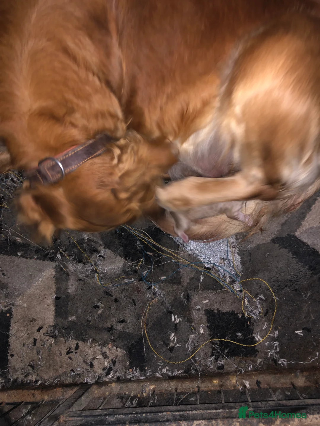 Golden Retriever dogs for sale: Kc health tested. Gold/Red retriever puppies  in Prestatyn - Advert 1