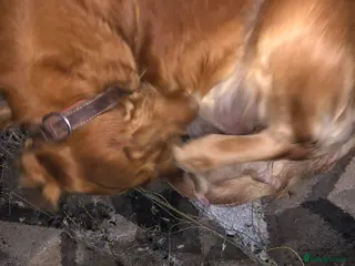 Golden Retriever dogs Kc health tested. Gold/Red retriever puppies in Prestatyn - Advert 1