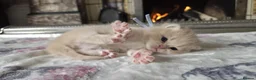 British Shorthair cats for sale: six beautiful British Shorthair  in Halifax - Advert 2