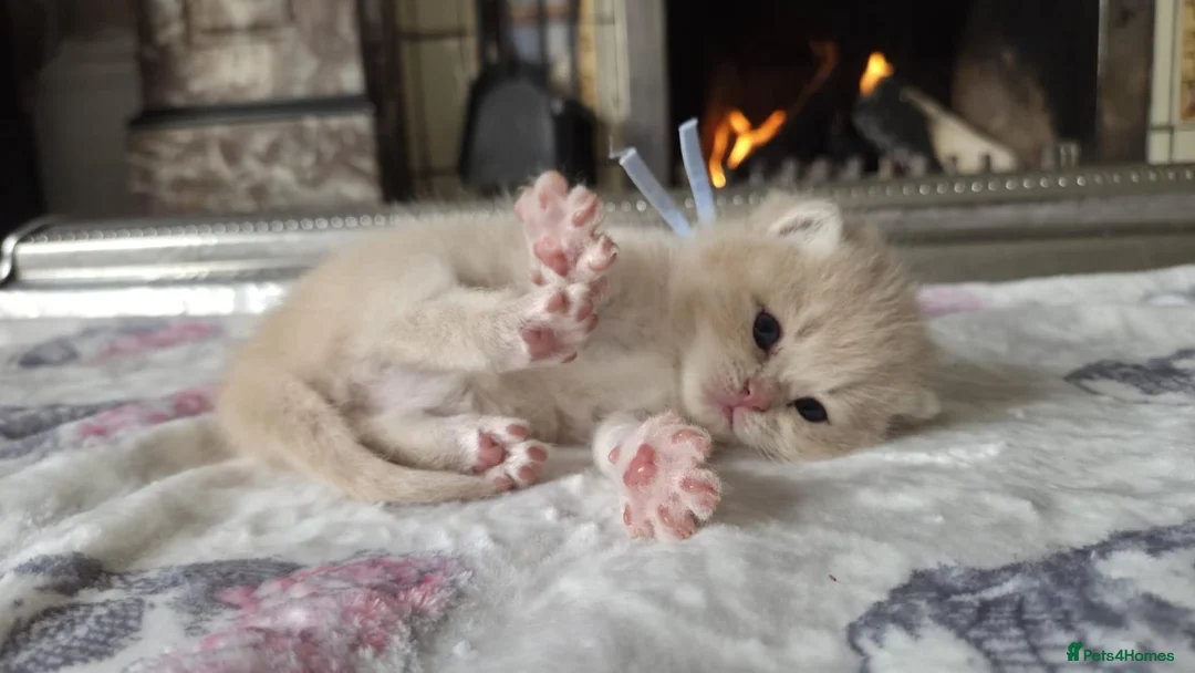 British Shorthair cats for sale: six beautiful British Shorthair  in Halifax - Advert 2