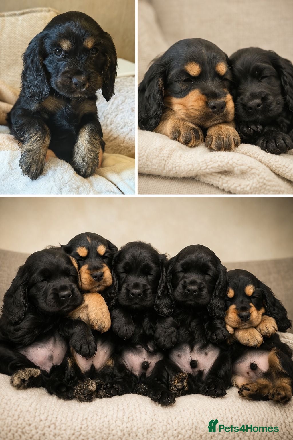 Cocker Spaniel dogs Pure Bred English Cocker Spaniel  - Advert 2