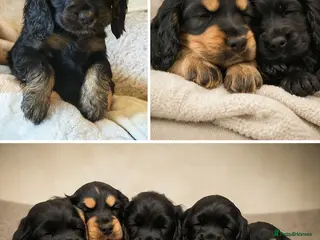 Cocker Spaniel dogs Pure Bred English Cocker Spaniel - Advert 2