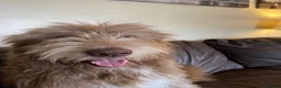 Mixed Breed dogs for sale: Border collie / bearded collie puppies - Advert 8